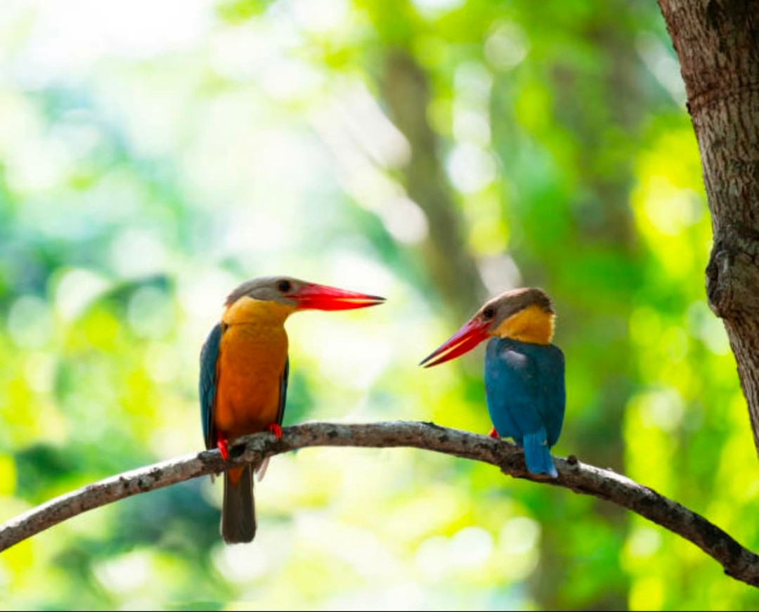 The stunning Poovar Backwaters mangrove forest in Poovar, Kerala, is home to colorful stork-billed kingfisher birds.
